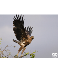 گونه عقاب خالدار کوچک Lesser Spotted Eagle